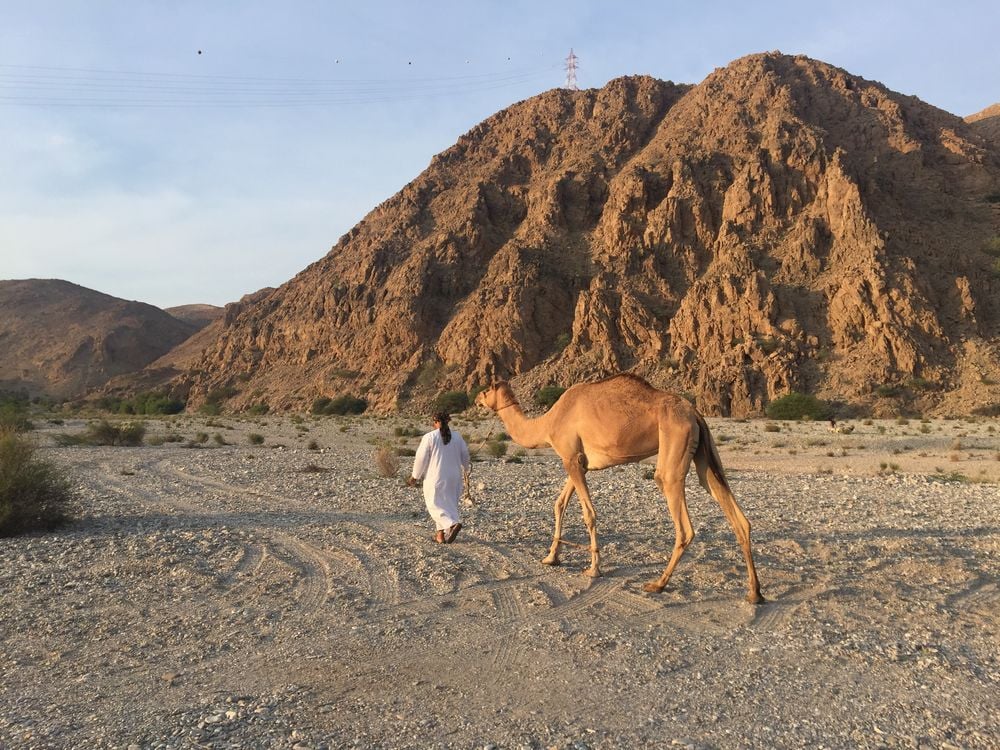 Im Oman waren Kamele über Tausende von Jahren das wichtigste Transportmittel. Heute sind die Wüstenschiffe hauptsächlich Statussymbole.