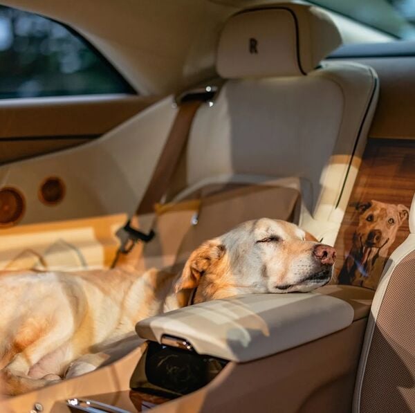 Le chien qui a reçu une Rolls-Royce