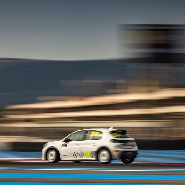 Ein Löwe für kleine Krallen